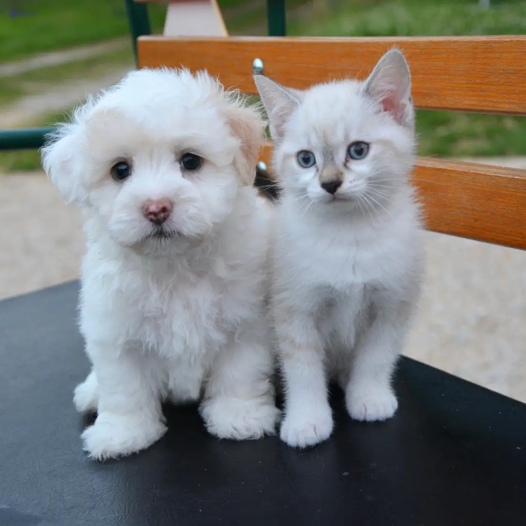 Adorable puppy and kitten representing emotional support animals, available for ESA letters through Wilmer Health's online service